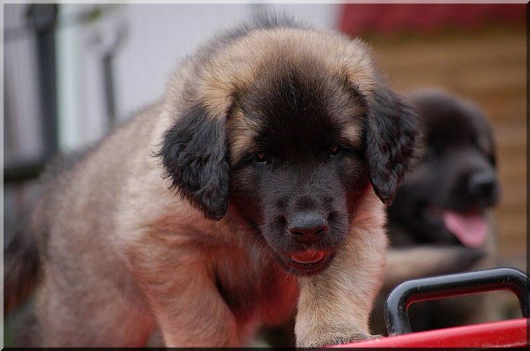 leonberger 002.jpg